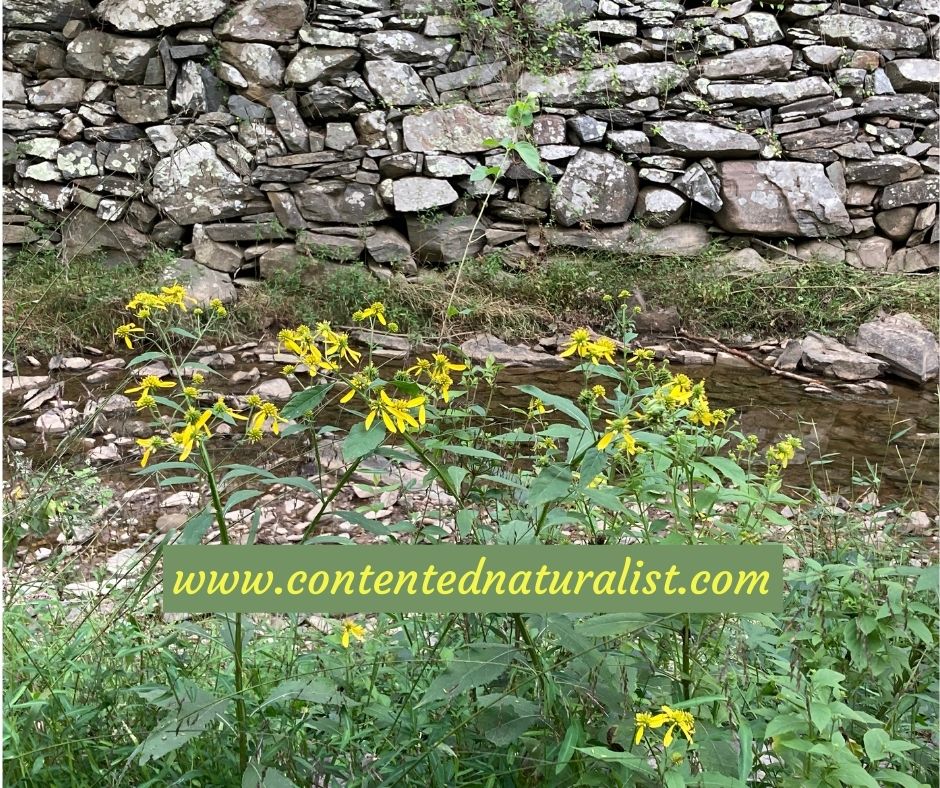 Wingstem Dead Blogtober: Lurking – The Contented Naturalist