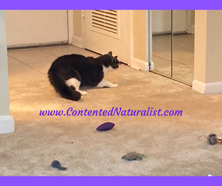A gray & white cat crouches in front of a mirror, her tail poofed up.