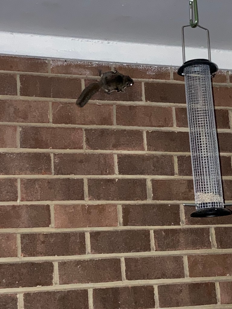 A small gray animal clings to a brick wall, beyond the cylidrical bird feeder.