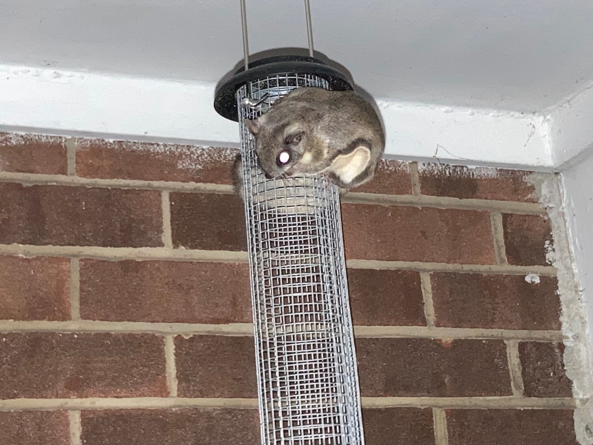 Feeling Like Snow&nbsp;White