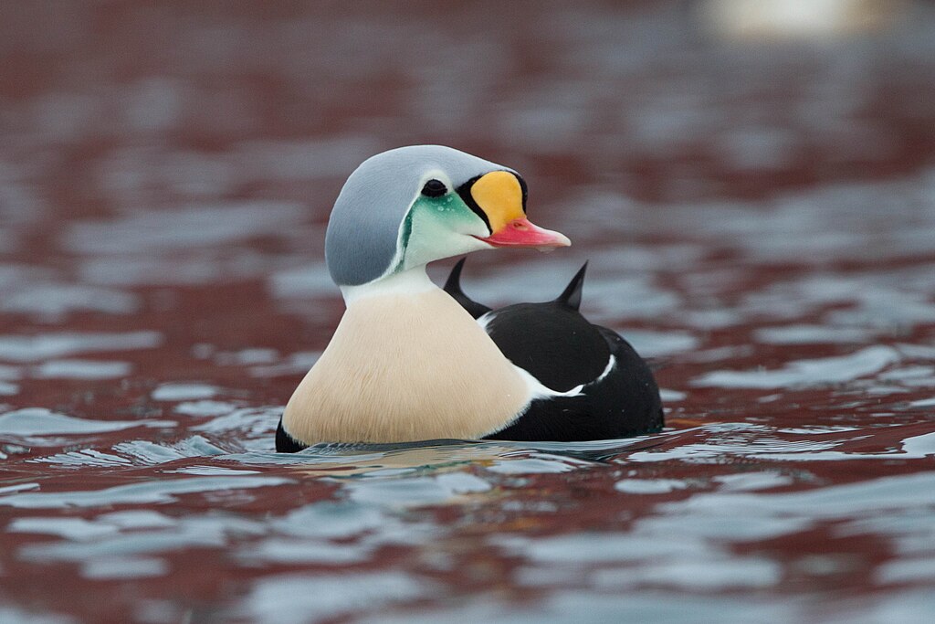 A King Eider duck floating in calm water