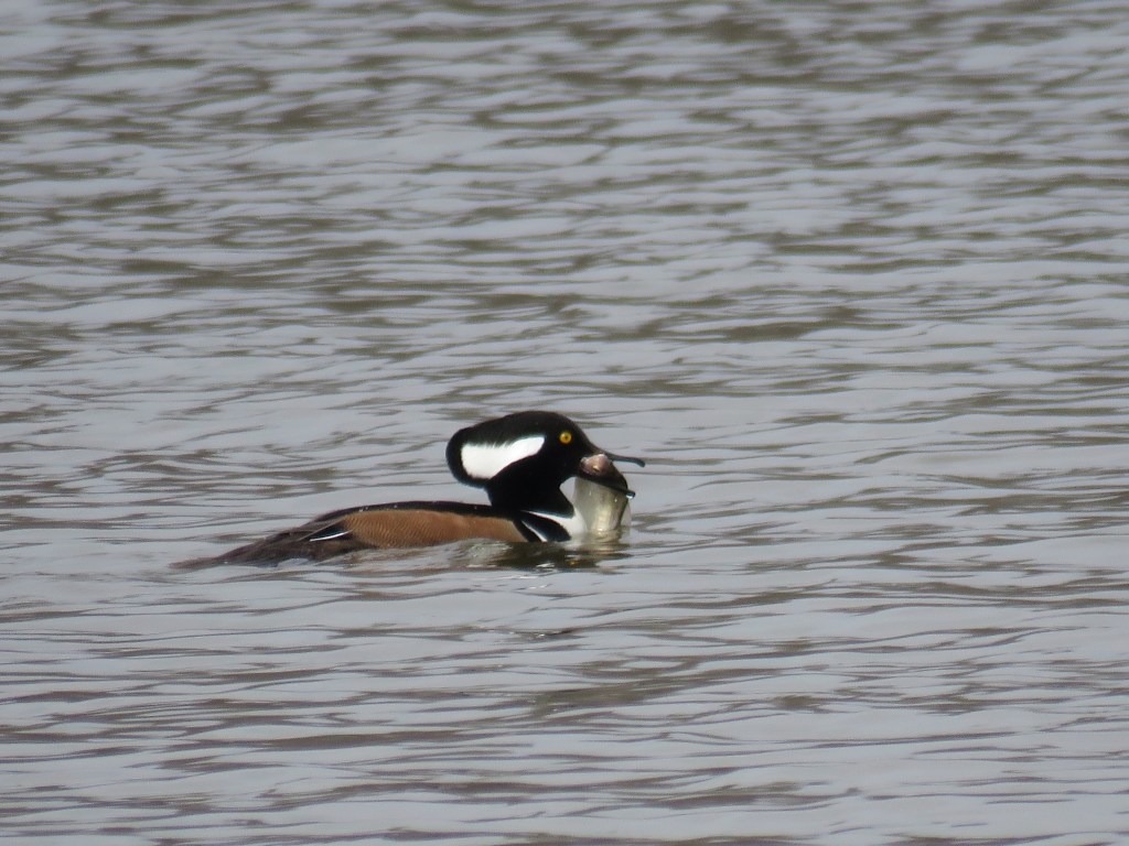A duck with a chestnut-colored side and a black head with a partially lowered white crest. The duck grips a silvery fish in its slim beak.