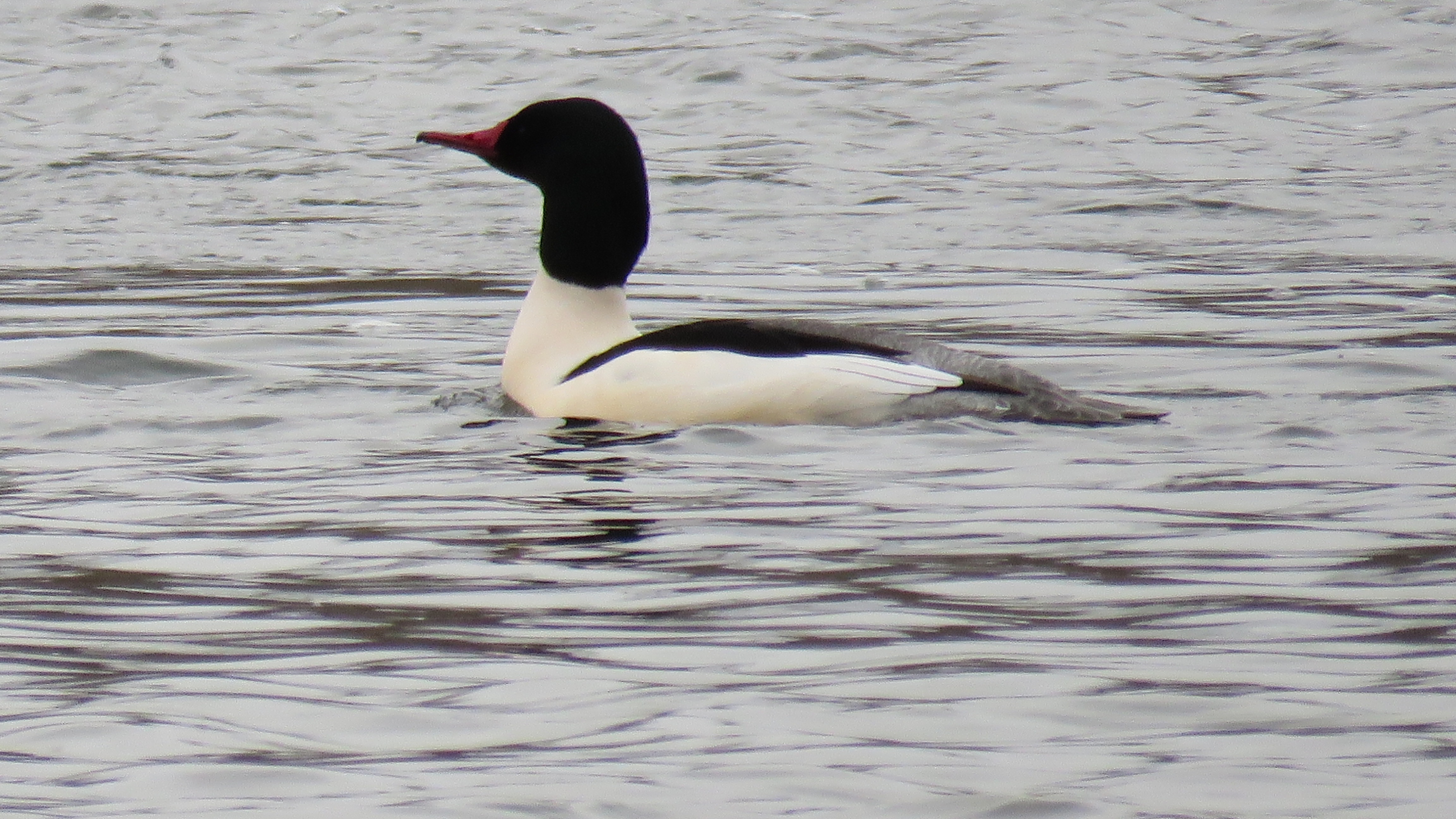 A duck with a black head, a red beak, and a white and black body, floating on calm water