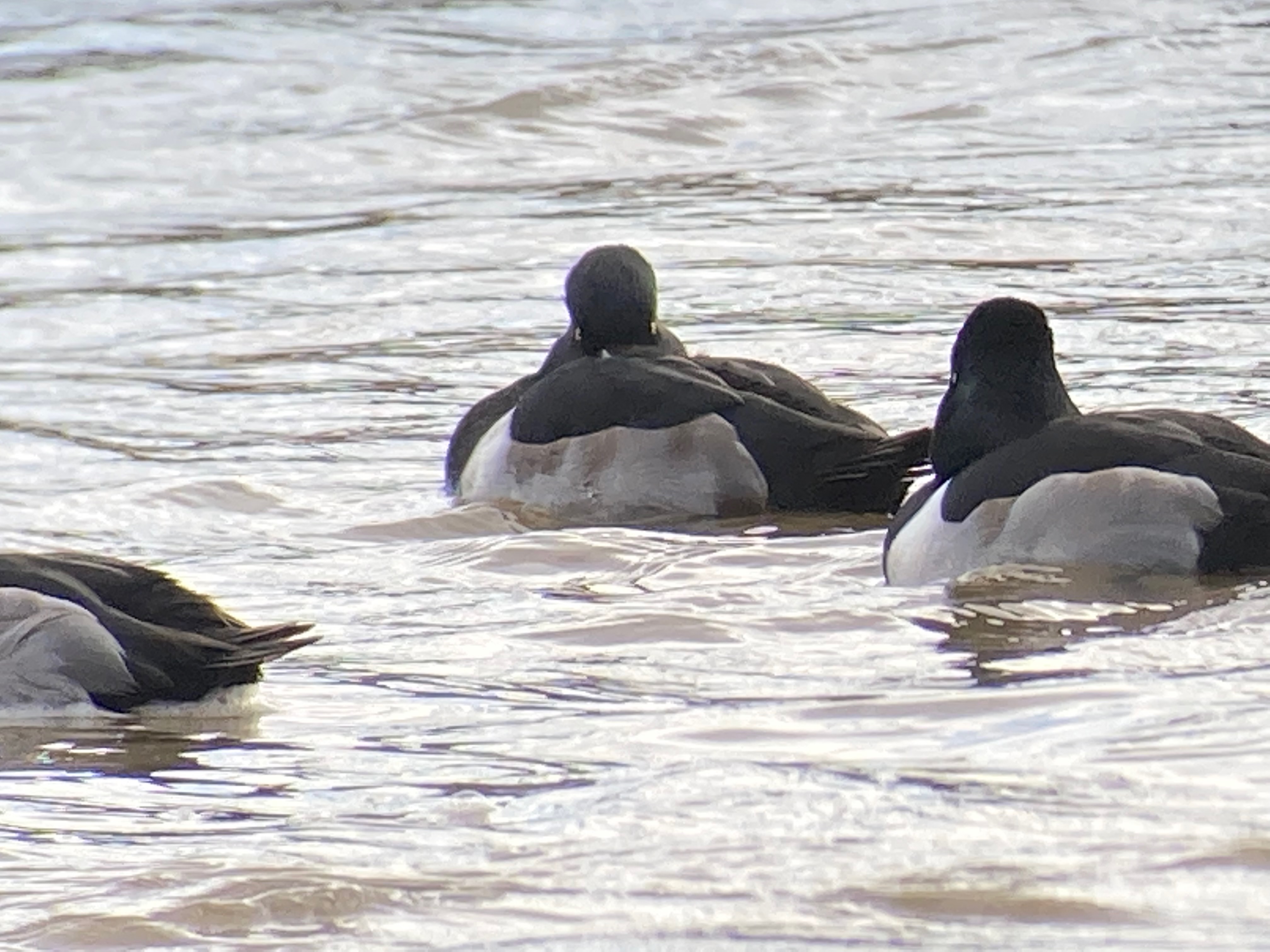 Three grey and black ducks float in swirling, muddy water
