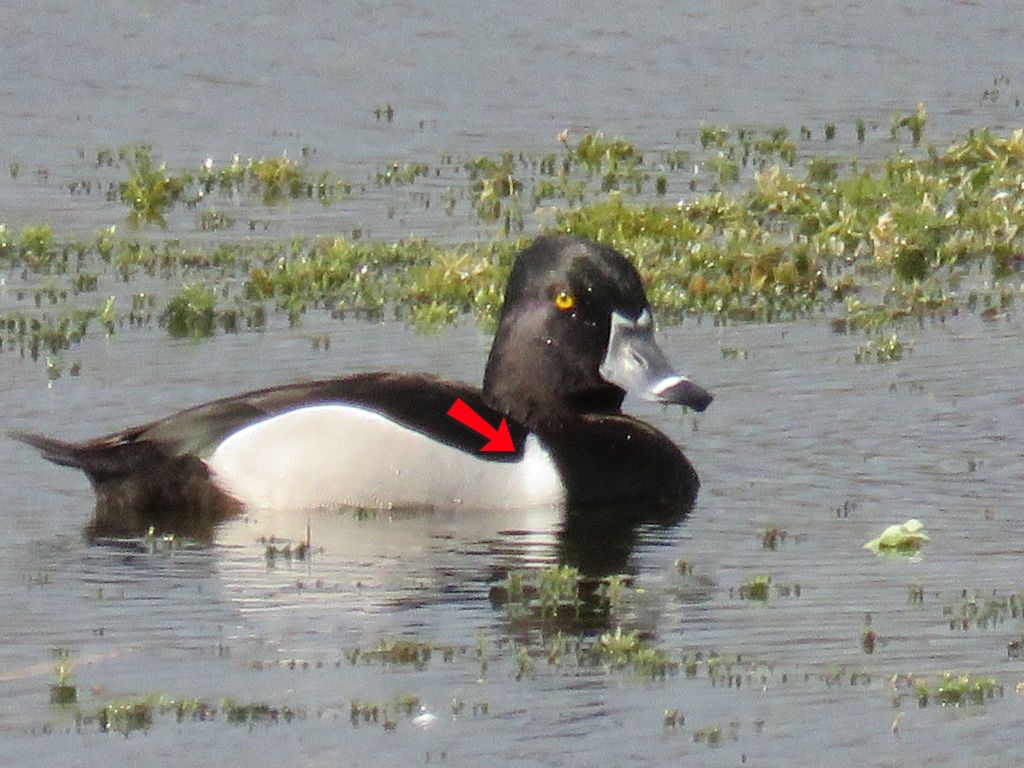 A side-on view of a single Ring-necked duck, with a red arrow pointing to a small white patch on the duck's side.