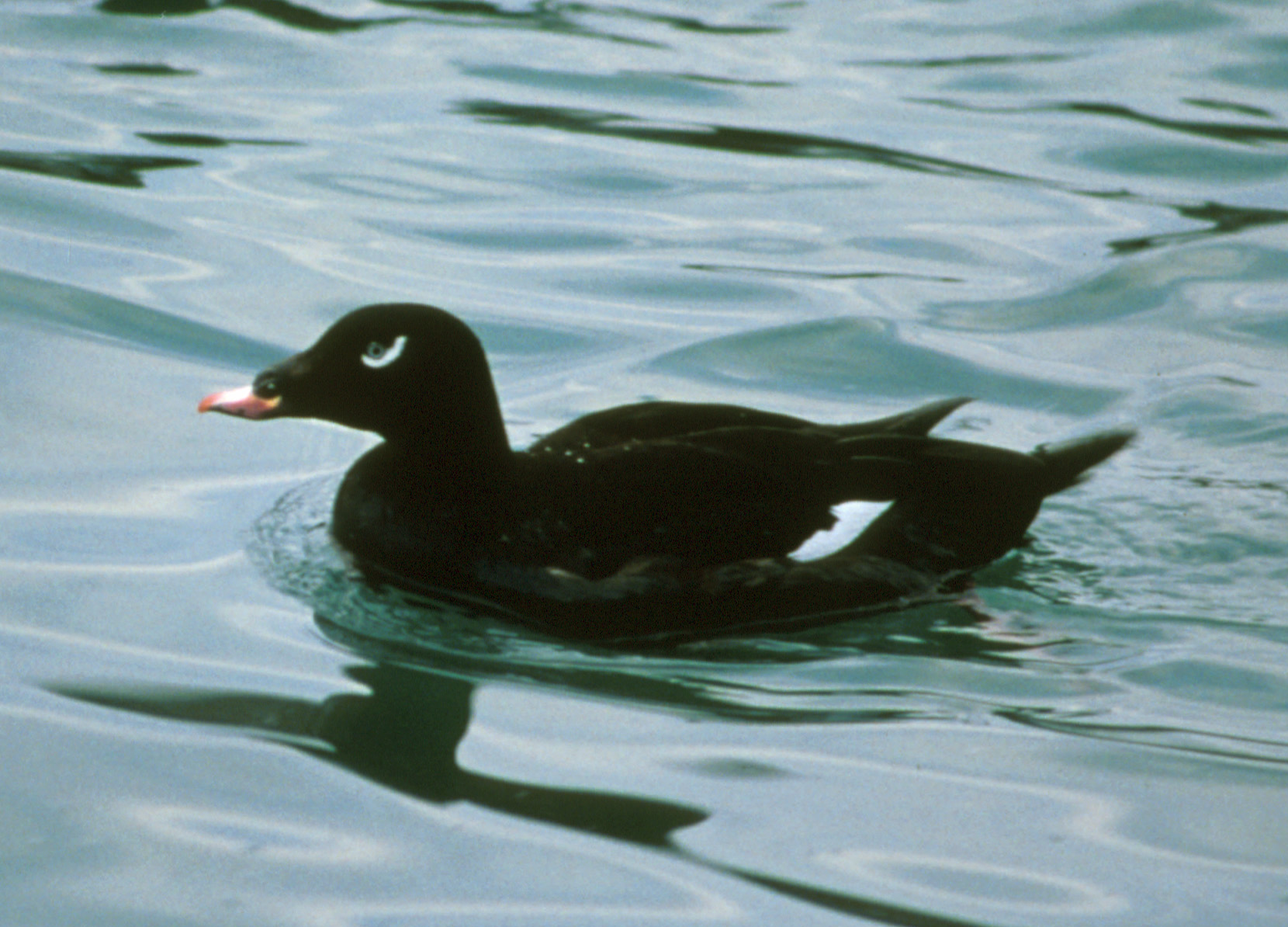 A black duck with a white patch on its wing and a curved white mark under its eye
