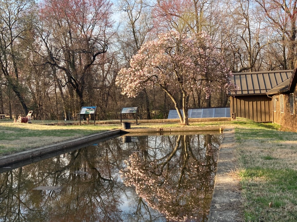 Flowering cherry tree reflected in a rectangular pool of water, with bare deciduous trees in the background. 