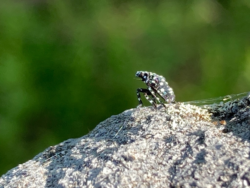 black and white polka-dotted insect sitting on a rough gray surface. The background is blurry shades of green.