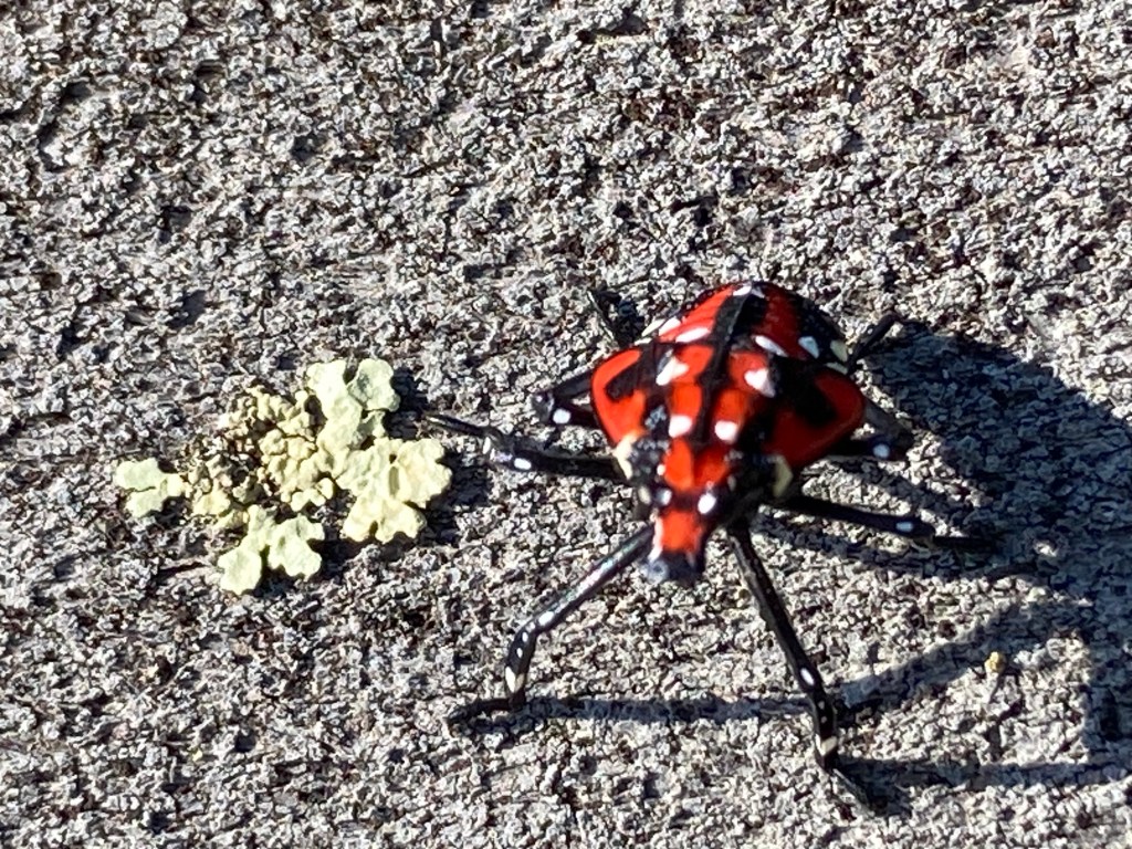 red, black, and white polka-dotted insect looking into the camera. A tiny piece of light green lichen is beside them on a rough gray surface.