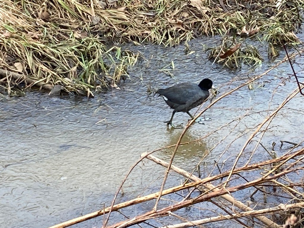 Plump, dark gray bird with a black head, white beak, and white rump walking on a frozen stream with brown grasses and sticks nearby.