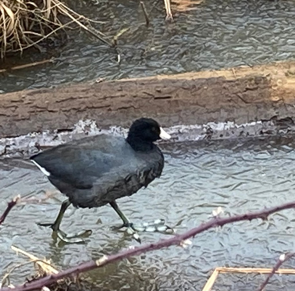 Dark gray bird with a black head and white beak, and bulbous toes, walking on ice with brown vegetation nearby.