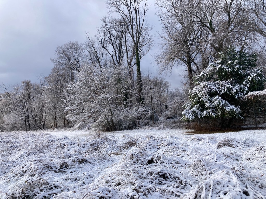 Light snow coats the leafless branches of deciduous trees. In front of them is a snowy field of long grasses, with one evergreen gree at the side. A pale gray sky stretches overhead.