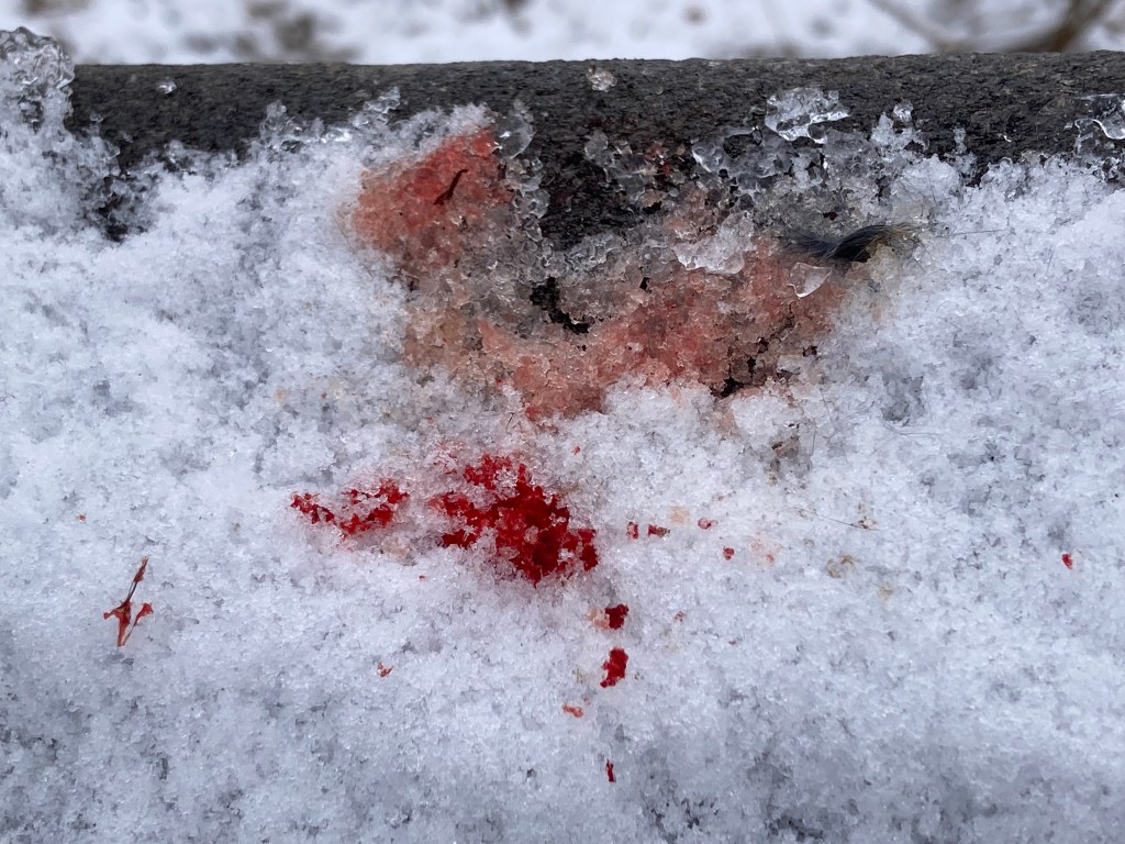Snow on a wood railing has a depression that's tinged with pink, and a small distance away a scarlet splash of blood has frozen into the snow. If you look closely, there are small gray feathers on the pink snow.
