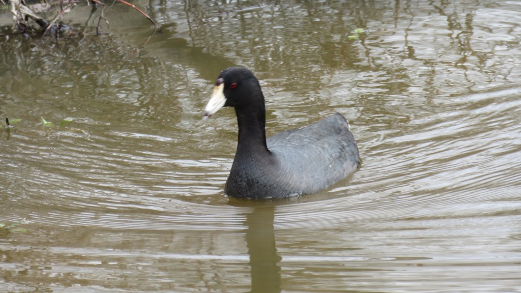 Dark gray bird with a black head and white beak swims in muddy brown water